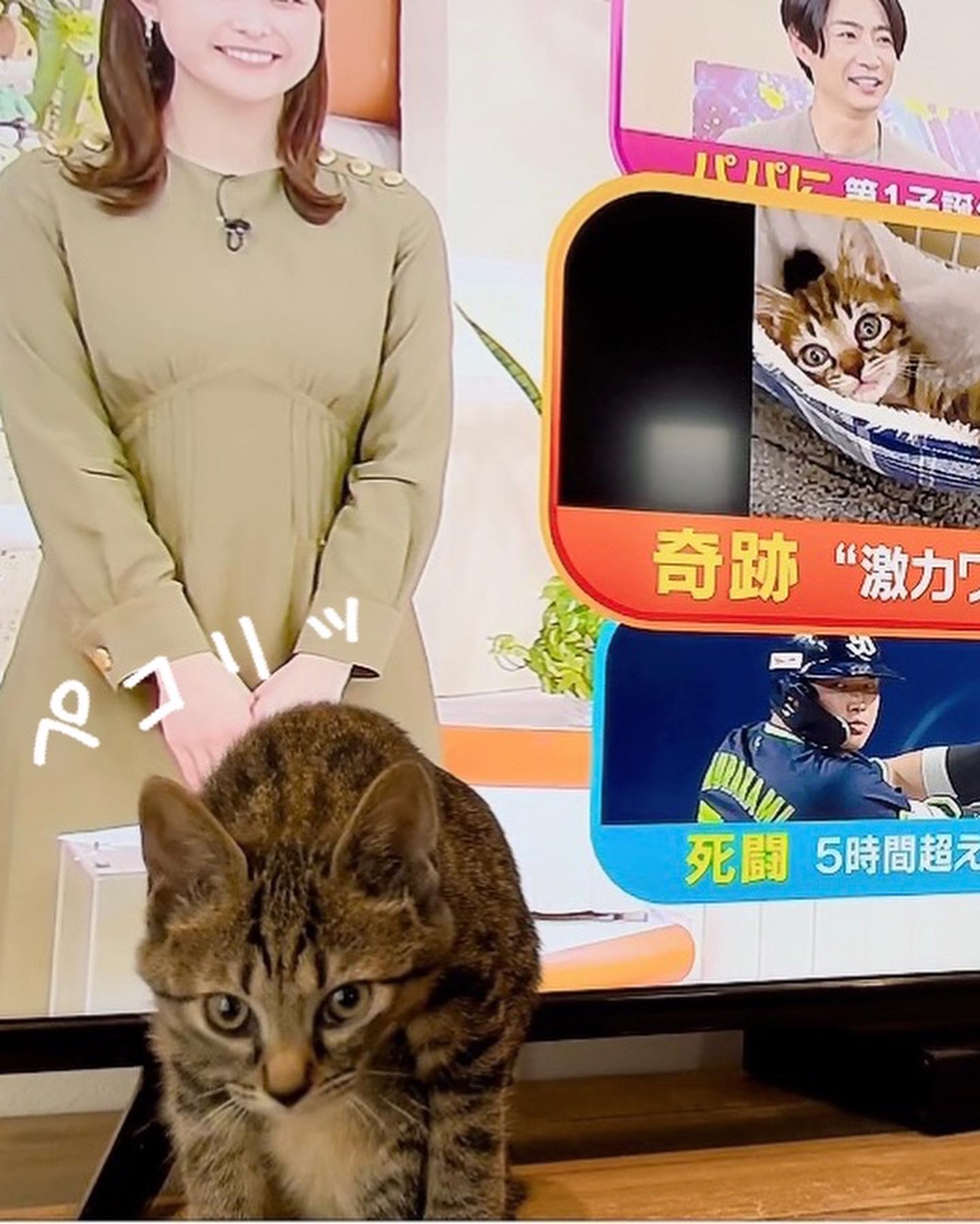 我が家のにゃんこ♪